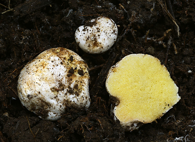 hľuza žltá Hymenogaster luteus Vittad.
