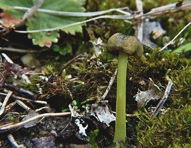 hodvábnica zelenohlúbiková Entoloma incanum (Fr.) Hesler