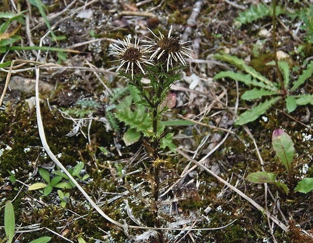 krasovlas obyčajný   /   pupava obecná Carlina vulgaris L.