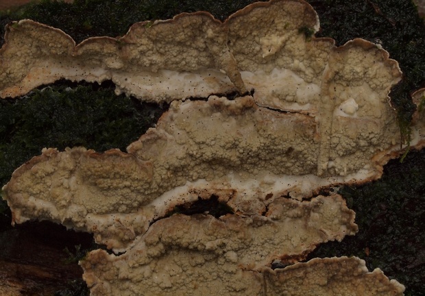 kožkovec rozpukaný Cystostereum murrayi (Berk. & M.A. Curtis) Pouzar