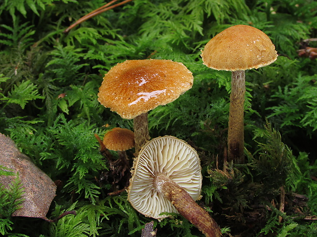 zrnivka okrová Cystoderma amianthinum (Scop.) Fayod