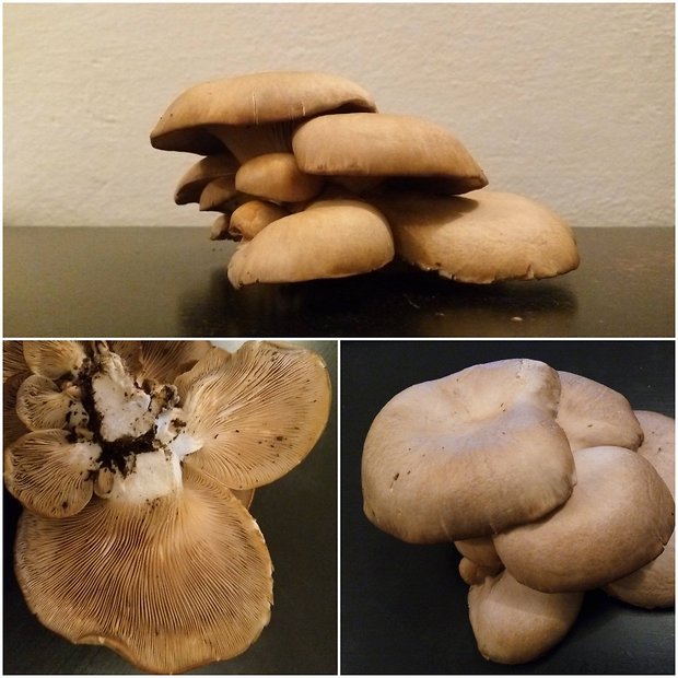 hliva buková? Pleurotus pulmonarius (Fr.) Quél.