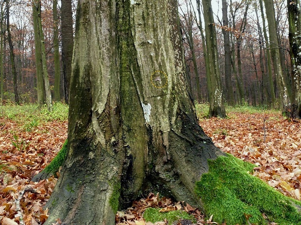 jesenica buková (sk) / píďalka lesní (cz) - biotop Operophtera fagata Scharfenberg, 1805