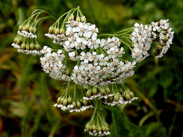 rebríček obyčajný Achillea millefolium L.