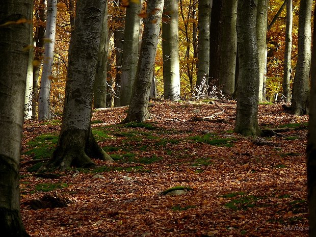 jesenný bukový les