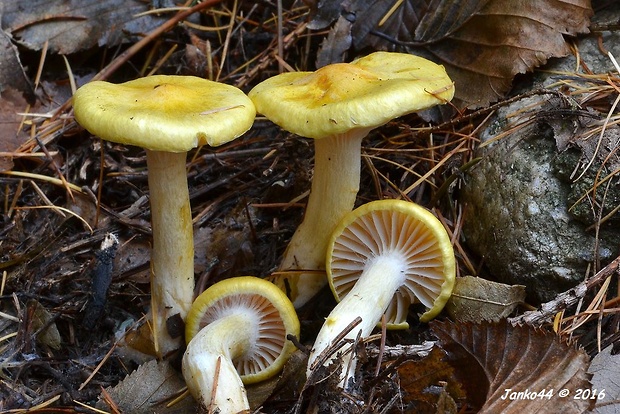 šťavnačka smrekovcová Hygrophorus lucorum Kalchbr.