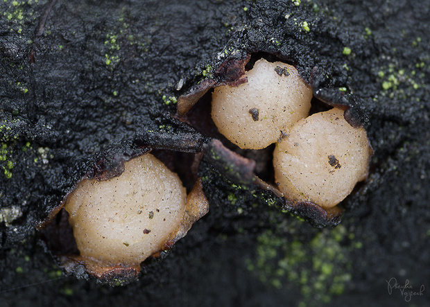 rozprestrenec Platygloea disciformis (Fr.) Neuhoff