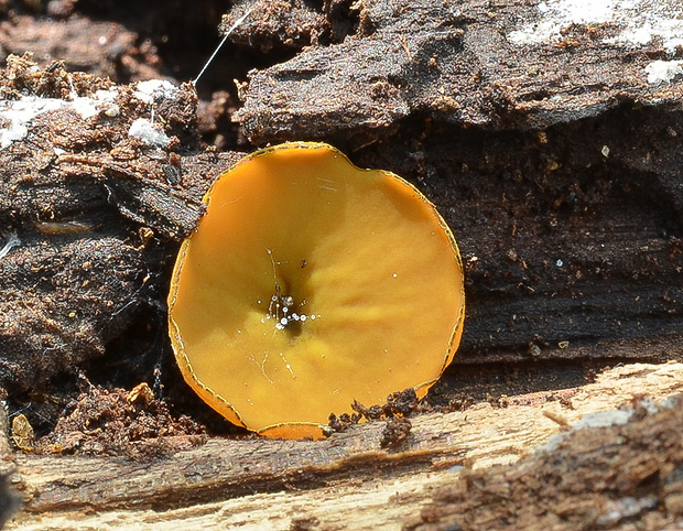 zvrásnenec žltoolivový Chlorencoelia versiformis  (Pers.) J.R. Dixon