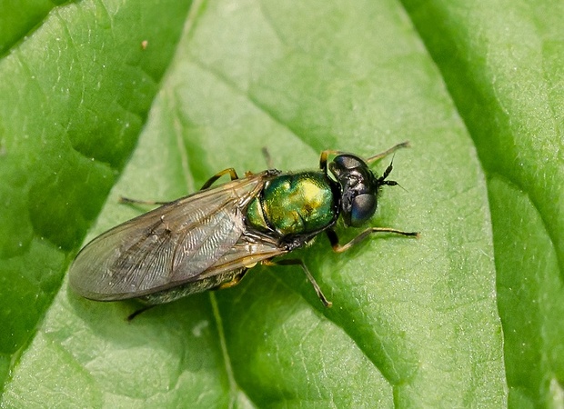 bránivka zelenkastá Chloromyia formosa