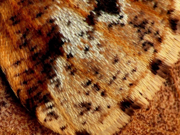 piadivka zimná (sk) / tmavoskvrnáč zhoubný (cz) Erannis defoliaria Clerck, 1759