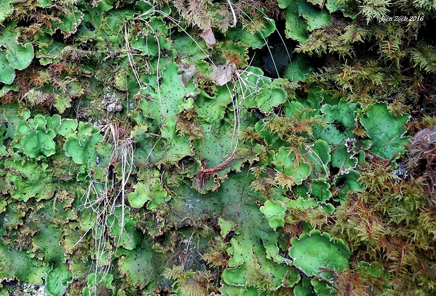 štítnatec zelený Peltigera aphthosa (L.) Willd.