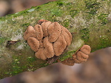 dutinovka otrubnatá