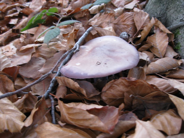 pôvabnica fialová Lepista nuda (Bull.) Cooke