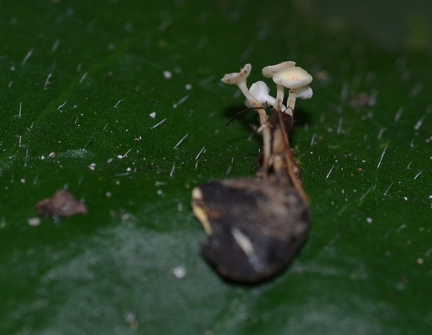 čiašočka Hymenoscyphus fructigenus (Bull.) Gray