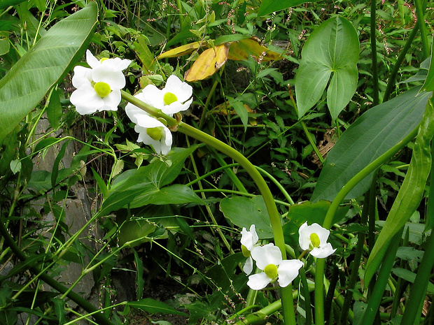 šípovka  Sagittaria latifolia Willd.