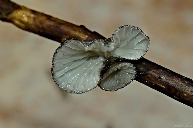 lastúrka Hohenbuehelia cyphelliformis (Berk.) O.K. Mill.