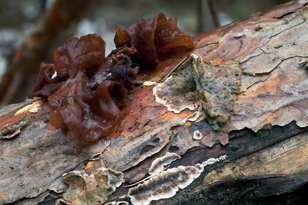 rôsolovka lupeňovitá Phaeotremella foliacea (Pers.) Wedin, J.C. Zamora & Millanes