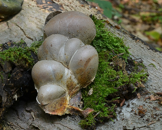vlčinka veľká Lycogala flavofuscum (Ehrenb.) Rostaf.