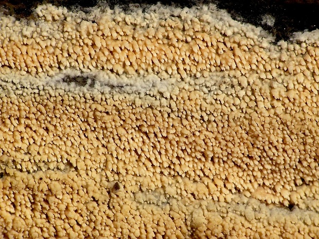 voskovček drsný Xylodon radula (Fr.) Nobles