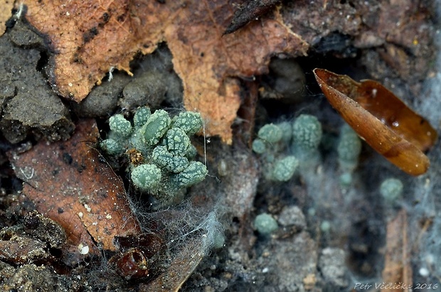 drobnojazýček sivozelený Microglossum griseoviride V.Kučera, Lizoň & M.Tomšovský