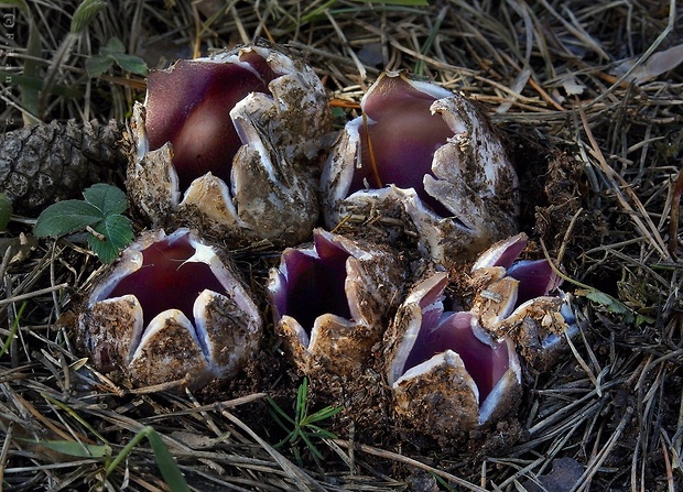 tulipánovka fialová Sarcosphaera coronaria (Jacq.) J. Schröt.