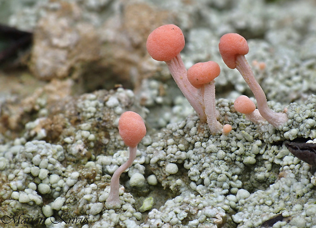 malohubka ružová Dibaeis baeomyces (L. f.) Rambold & Hertel