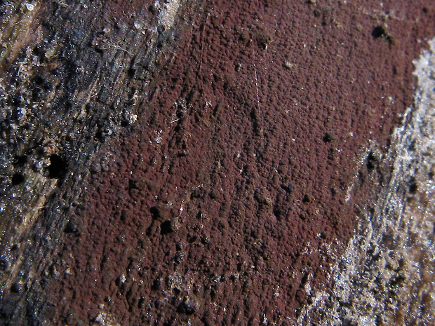 drevovček rozložitý Hypoxylon macrocarpum Pouzar