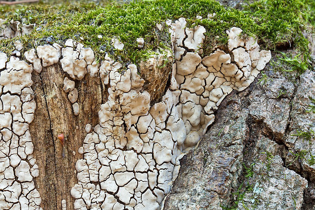 rozpukanec obyčajný Xylobolus frustulatus (Pers.) Boidin