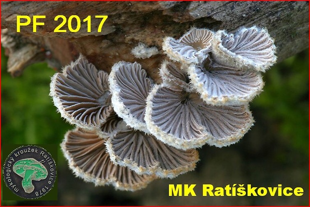PF 2017 MK Ratíškovice
