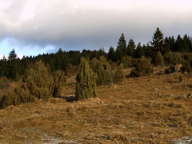 borievka obyčajná - biotop Juniperus communis L.