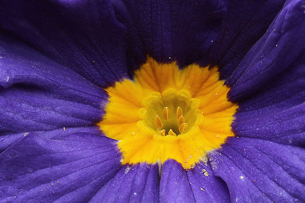 prvosienka lieviková Primula obconica