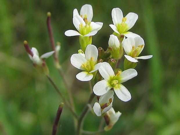 arábkovka thalova Arabidopsis thaliana (L.) Heynh.