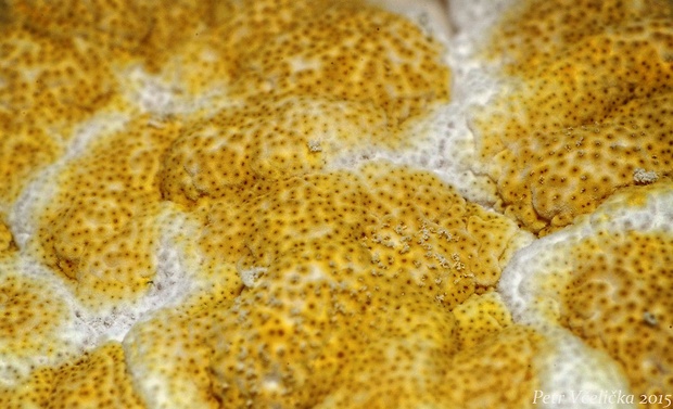 ponorenec poduškovitý Trichoderma cf. pulvinatum (Fuckel) Jaklitsch & Voglmayr