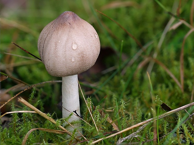 bedľa štíhla Macrolepiota cf. mastoidea (Fr.) Singer