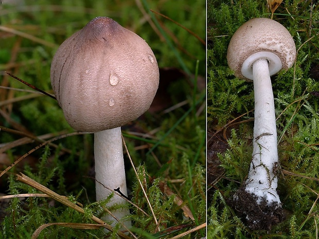 bedľa štíhla Macrolepiota cf. mastoidea (Fr.) Singer