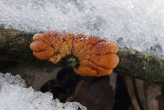 mäsovka lišajníková Hypocreopsis lichenoides (Tode) Seaver