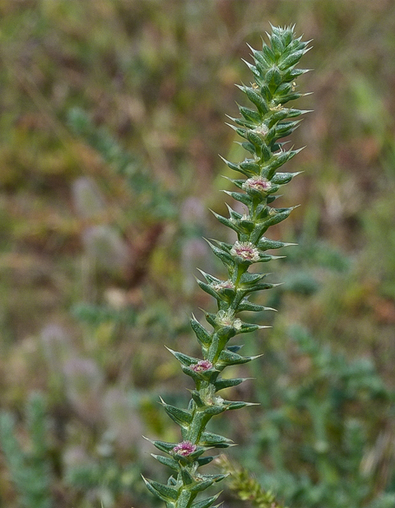 slanobyľ draslomilná ruská Salsola kali subsp. ruthenica (Iljin) Soó