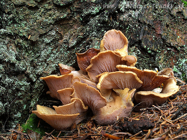 lievikovec kyjakovitý Gomphus clavatus (Pers.) Gray