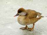 hrdzavka potápavá (kačica hrdzavohlavá)  - samička