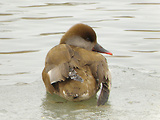 hrdzavka potápavá (kačica hrdzavohlavá) - samička 