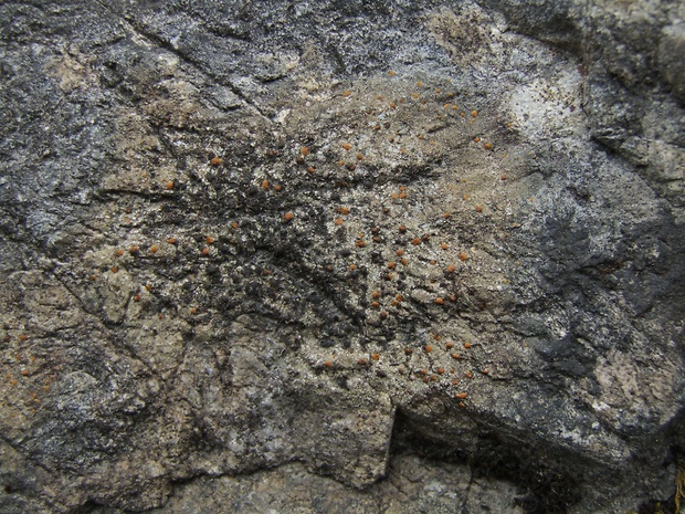 hrdzuľa skalná Protoblastenia rupestris