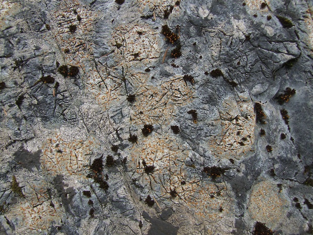hrdzuľa skalná Protoblastenia rupestris