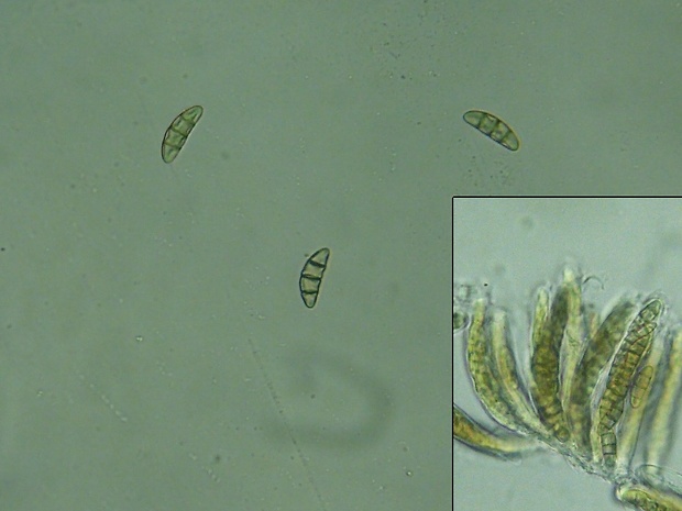 Phaeosphaeria lycopodina (Mont.) Hedjar.