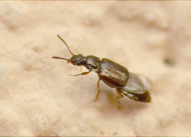 drobčík Staphylinidae sp.