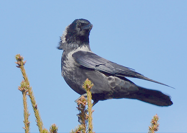 vrana obyčajná Corvus corone
