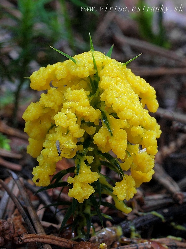 slizovka Myxomycetes