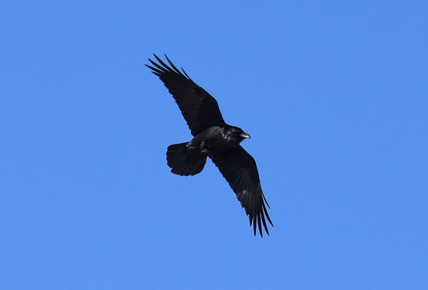 krkavec čierny/veľký Corvus corax