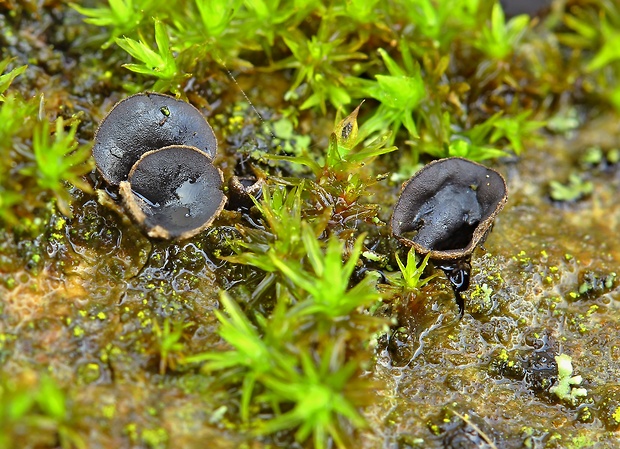 dutinovka   Sclerencoelia fraxinicola Baral & Pärtel (Alb. & Schwein.) P. Karst.
