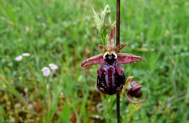 hmyzovník Ophrys cf. mammosa Desf.
