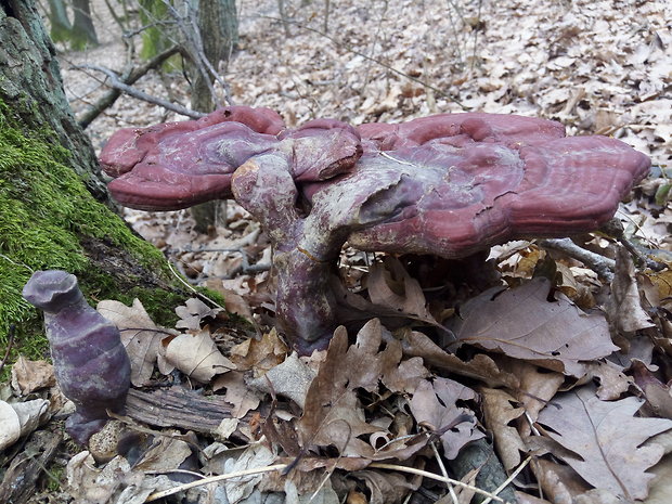 lesklokôrovka obyčajná Ganoderma lucidum (Curtis) P. Karst.